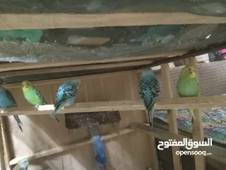  4 عصافير الحب بألوان جميلة ورائعة بسعر 5دنانير بأصوات جميلة وعذبة