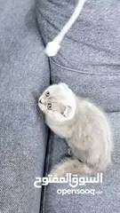  2 سكوتش فولد بيور ليلكي