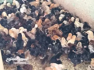  1 صيصان بلدى البزره الاصليه نظافه وصحه وعافيه تمام الحمدلله انتاج مزرعه الاخلاص