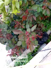  7 ڤيلا رأس جبل مشرف