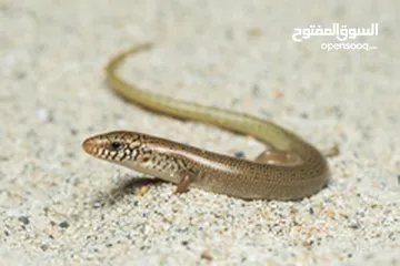  15 مطلوب زواحف و حشرات و حيوانات برمائية لتصوير افلام وثائقية
