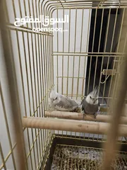  3 cocktail couple with cage
