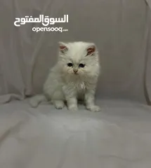  9 قطط للبيع النوع شيرازي لعوبين جدا