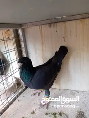  5 جواز حمام نخب للبيع