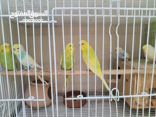  3 Budgie pairs بادجي عمر سنه