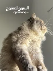  2 قط هملايا& بيرشن أليف جدا