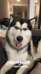  2 Free adoption 3 year-old husky