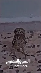  4 بوم قزم شغال
