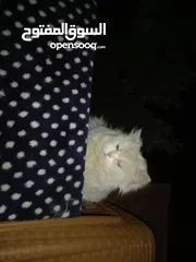  3 نوعية القط الفارسي