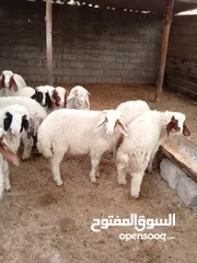  6 غنم للبيع اكريشي