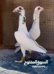  4 متاح 6 حبات طيور حمام