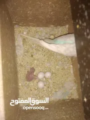  1 3 جواز حب شغالات مع بيض وفراخ مقفصات