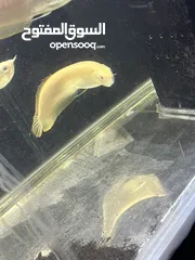  3 سمك زينه مفترس