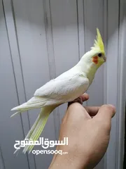  3 كوكتيل اليفات لاتينو عين حمراء
