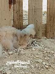  2 ارانب انجورا دم صافي
