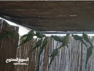  1 ببغاء الدره الاخضر