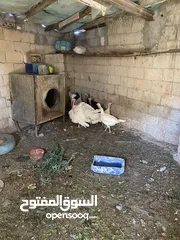  5 حبش للبيع 8اناثي وذكر يعني 9 حبش بل صلاة على النبي في منهن  ثنتين راقدات وفي وحدة بياضة