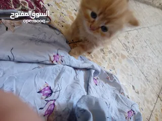  2 قطه نوع هملايه