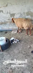  1 نعجه للبيع وراها عبود عمان جاوا