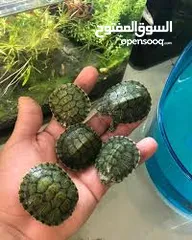  9 سلحفاه سلاحف برمائيه مائيه  بيبي سلحفاة الزينه الامازوني