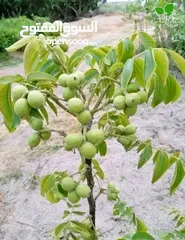  10 مشاتل الرويال لزراعه ومتابعه الاشجار