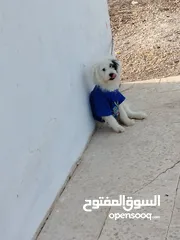  1 كلب زينه منزلي وجميل