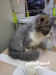  4 قطط للبيع شيرازيه