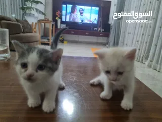  1 Cute kittens