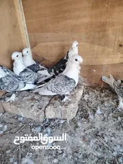  4 حمام للبيع