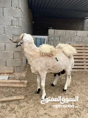  1 كبش سعي او عيد الله يبارك