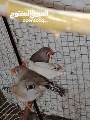  8 طيور جنه    27 حبه مخاليف