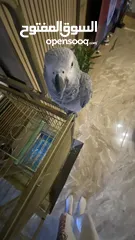  7 grey parrot