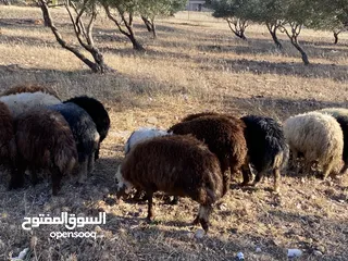  8 خرفان بلدي للبيع