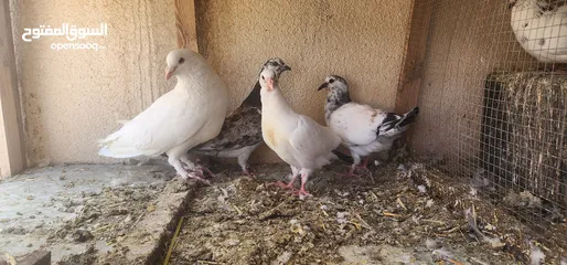  1 زوج حمام مالطي مع فراخه