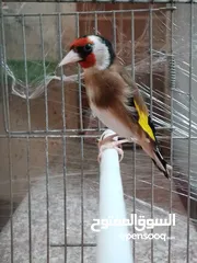  2 حسون مغنا حلو بنهر وبقفل مغنا مزاجي طير لعبه بصلاة على النبي الله يبارك