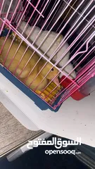  2 بطة صغيرة عمرها اسبوعين