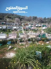  2 يوجد عسل طبيعي مكفول 100٪ من جبال عجلون _ عرجان