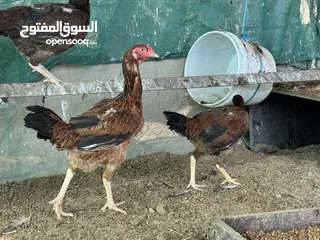  14 ديك دجاج باكستاني