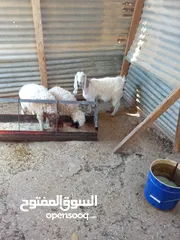  1 للبيع عبورتين وصخله