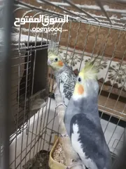 2 جوز كوكتيل شغالات بالصلاة على النبي مطلوب فيهم 40