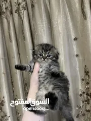  4 للبيع: قطة أنثى سكوتش فولد مكس شيرازي – عمرها شهر قطه سكوتش فولد مكس شيرازي