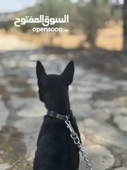  2 هاسكي انثى للبدل او البيع