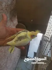  3 فراخ كوكتيل لاتينو بايد