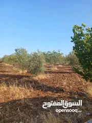  19 مزرعه أربعه دونم مشيكه بالكامل ارض زراعيه وبيت ريفي غرفتين وحمام ومطبخ صغير وباربكيو وساحه واسعه