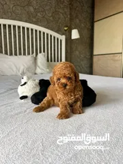  3 poodle puppies for adoption, all in good health condition