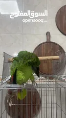  6 ببغاء امازون بلوفرونتد