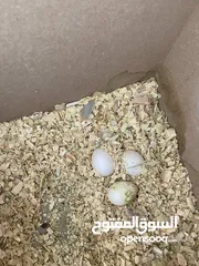  15 جوز كوكتيل أزبال تحتيه 3ببضات وبكمل محجلت واليفات اقرا الوصف