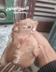  5 حمام  ازملي لونه مشمشي وصغيرة