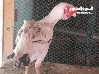  3 ست صيصان ألماني على حجازي من هالبزرة