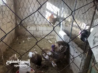 9 حبش احمر تركي نخب اول جواز